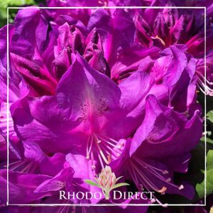 Rhododendron Purple Passion