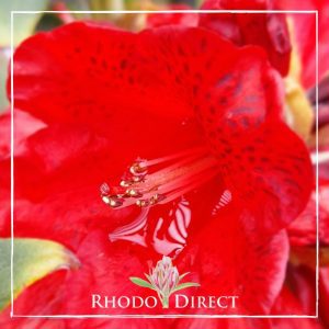 Rhododendron Raging Bull