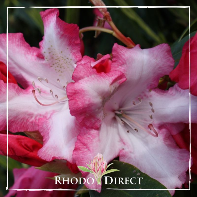 Rhododendron Rainbow