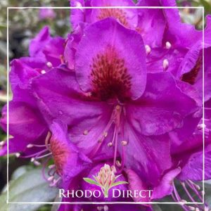 Rhododendron Red Eye