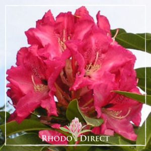 Rhododendron Red Walloper