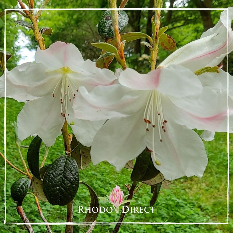 White Rhododendron Fragrantissimum blossoms with pink centers and dark green leaves