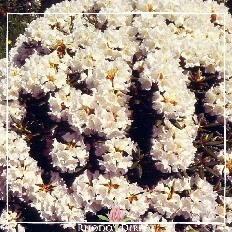 A dense cluster of blooming Azalea Rhododendron Frosted Ice under bright sunlight.