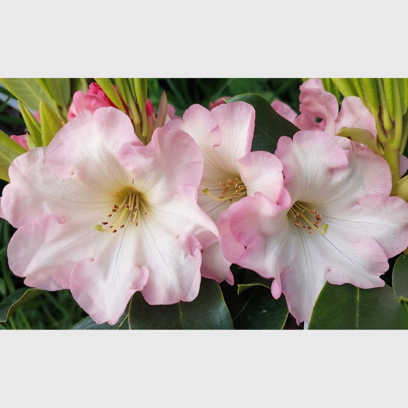 Close-up of two blooming Rhododendron Georges Delight flowers in pale pink, surrounded by green leaves and buds.