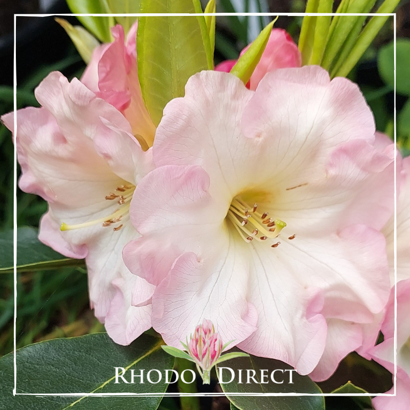 Close-up of pale pink Rhododendron Georges Delight flowers with green leaves in the background. The photo features a white border and the text "Rhod|Direct" at the bottom.