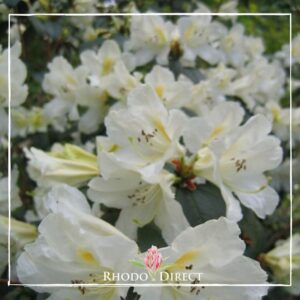 Rhododendron Johnstoneanum