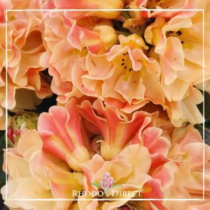 Rhododendrons in a vase with the text rhododendrons in a vase.