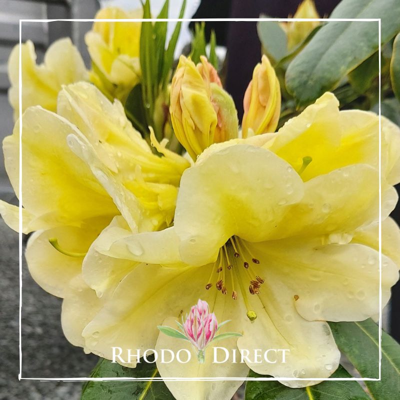 Rhododendron rhododendron rhododendron rhodo.