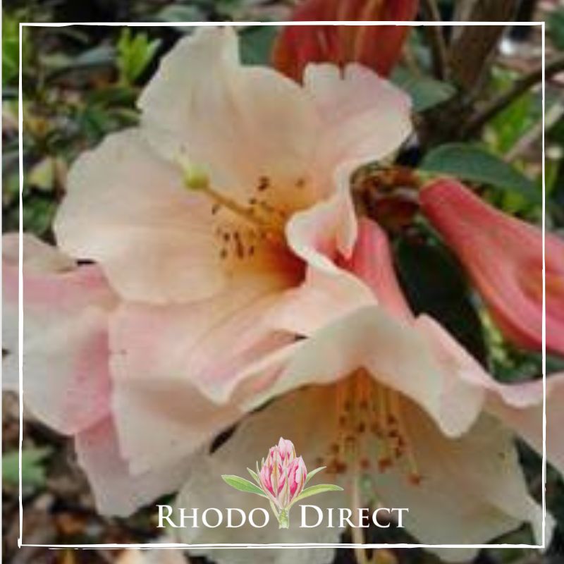 Rhododendron direct rhododendron rhododendron rhod.