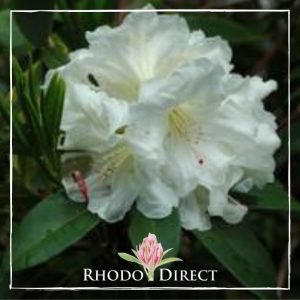 Rhododendron rhododendron rhododendron rhodo.