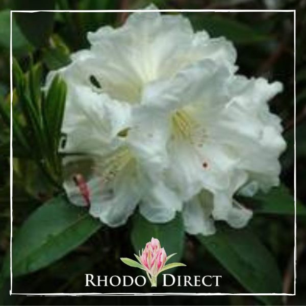 Rhododendron rhododendron rhododendron rhodo.