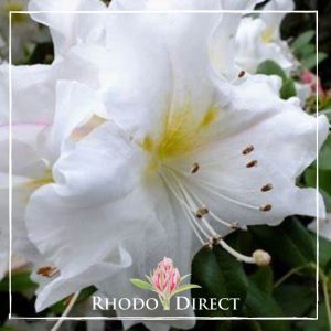 Rhododendron rhododendron rhododendron rhodo.
