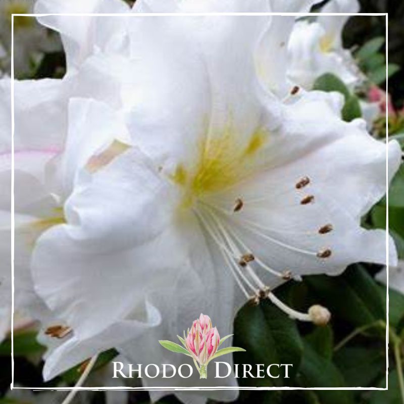 Rhododendron rhododendron rhododendron rhodo.