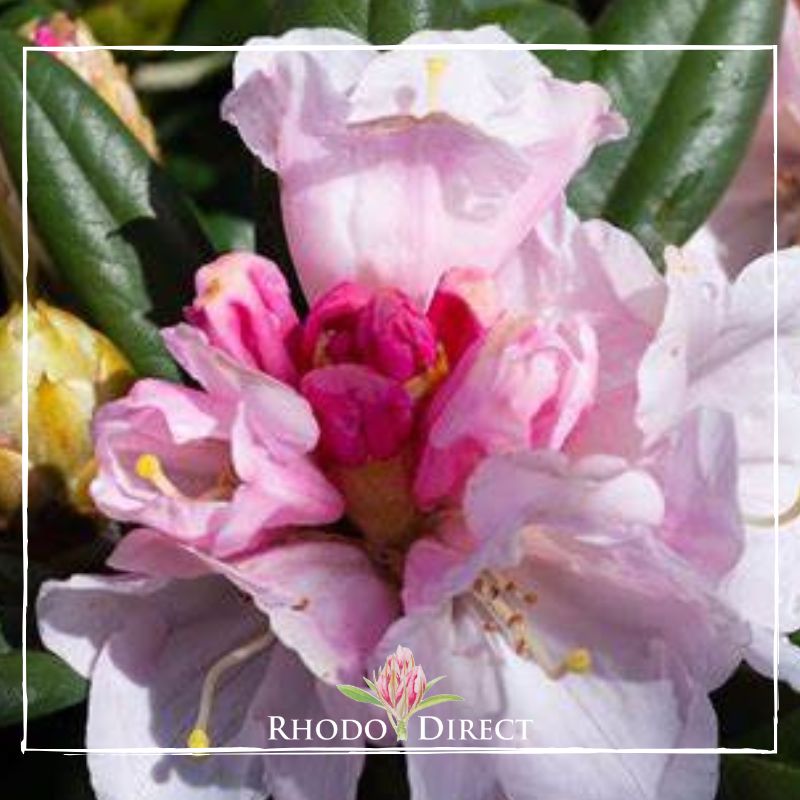 Rhododendron direct rhododendron rhododendron rhod.