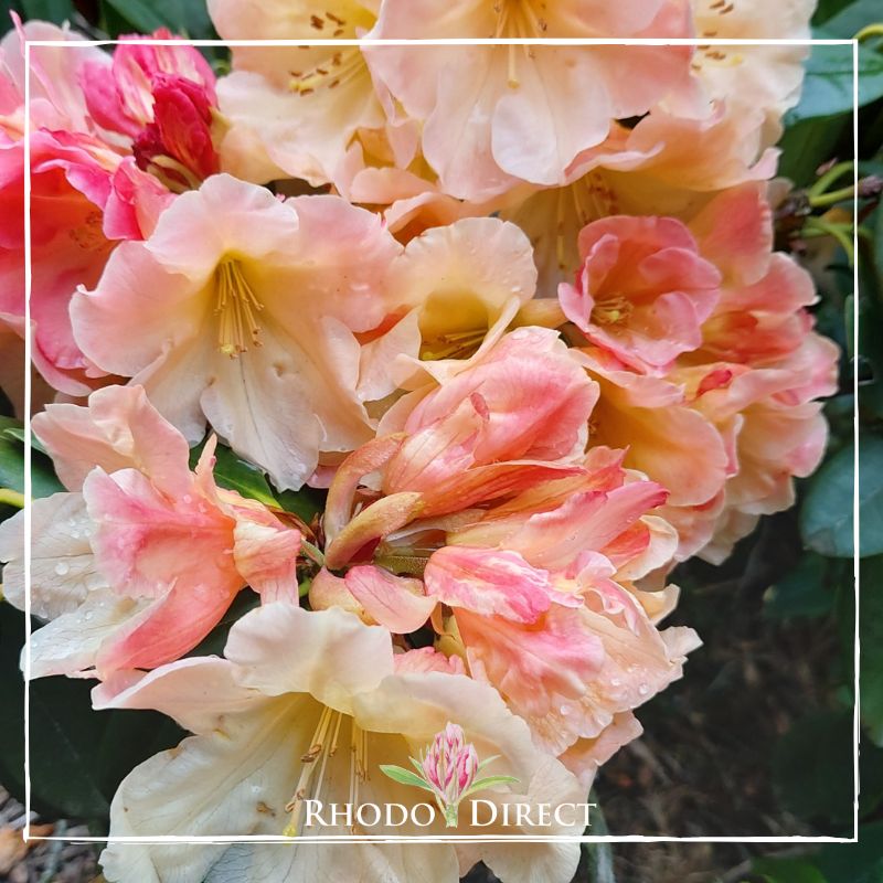 Rhododendron direct - rhododendrons - rhododendron.