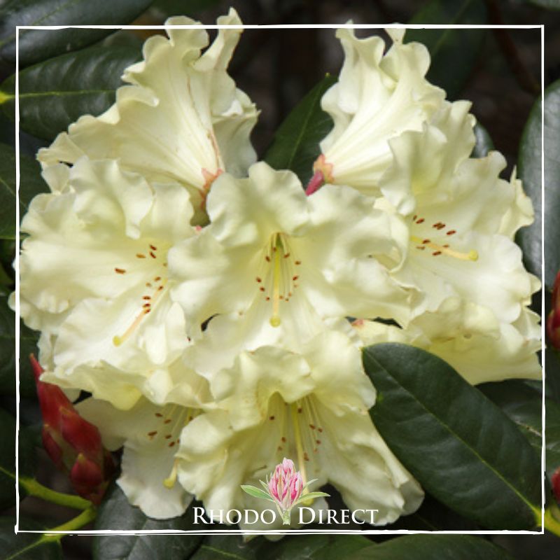 Rhododendron rhododendron rhododendron rhodo.