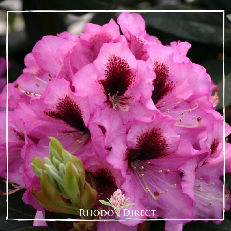 Rhododendron rhododendron rhododendron rhodo.