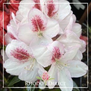 Rhodo direct rhodo direct rhodo direct rhodo direct r.