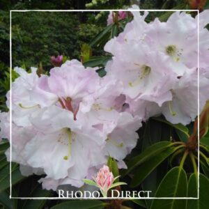 Close-up of light pink Rhododendron  blossoms with visible stamens