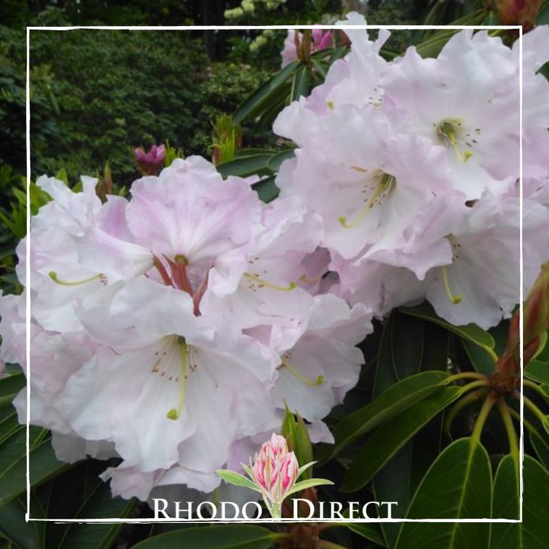 Close-up of light pink Rhododendron  blossoms with visible stamens