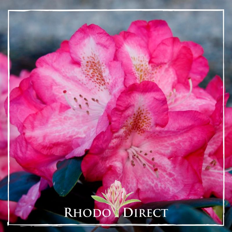 A pink rhododendron with the words rhododendron direct.