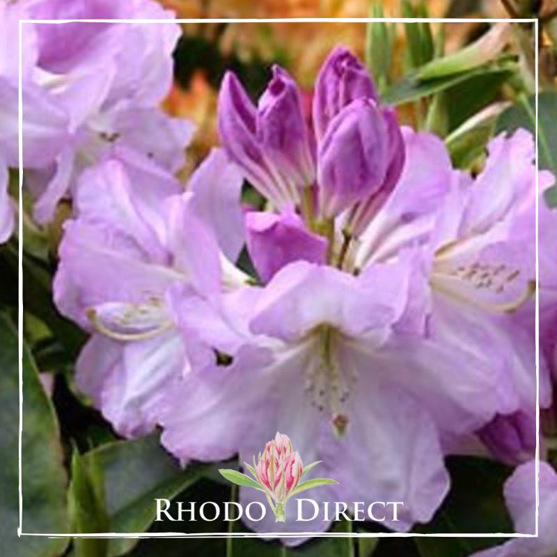 Rhodo direct rhododendron rhododendron rhododen.
