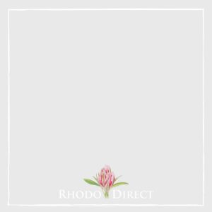 Rhodo direct - rhodo direct - rhodo direct - rh.