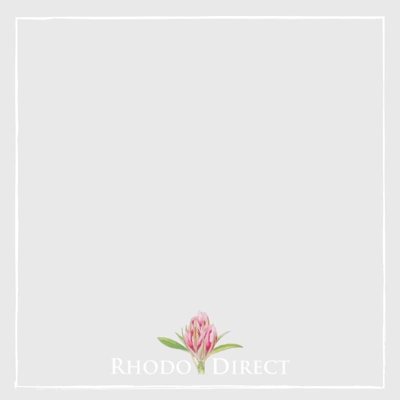 Rhodo direct - rhodo direct - rhodo direct - rh.