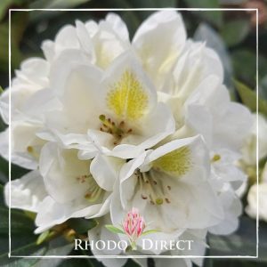 Rhodo direct rhododendron rhododendron rhododen.