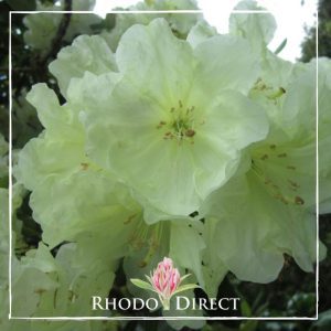 Rhododendron rhododendron rhododendron rhodo.