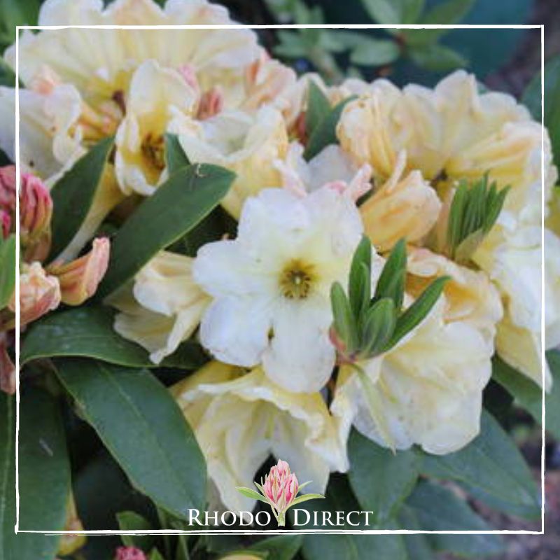 Close-up image of vibrant yellow Rhododendron Lemon Marmalade flowers with green leaves and a visible Rhododendron Lemon Marmalade logo in the corner.