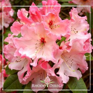 Rhododendron rhododendron rhododendron rhodo.
