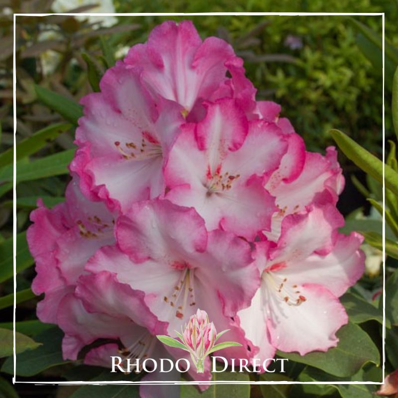 Rhododendron rhododendron rhododendron rhodo.
