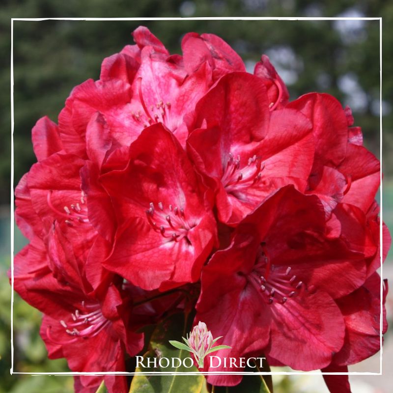Rhododendron rhododendron rhododendron rhodo.