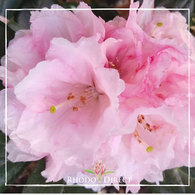 A pink rhododendron with the words rhododendrons rhododen.