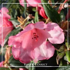 Rhododendron direct - rhododendrons - rhododendron.