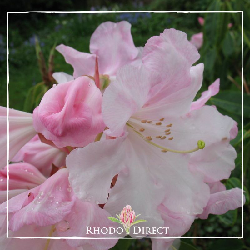 Rhododendron rhododendron rhododendron rhodo.