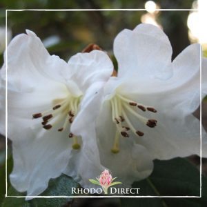 Rhodo direct rhodo direct rhodo direct rhodo direct r.