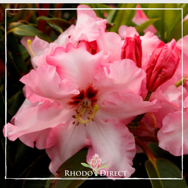 Rhododendron rhododendron rhododendron rhodo.