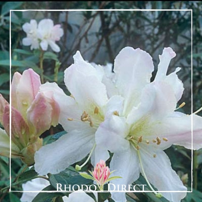 Rhododendron rhododendron rhododendron rhodo.