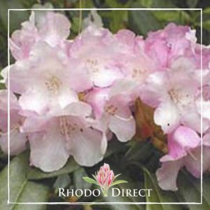 Rhododendron rhododendron rhododendron rhodo.