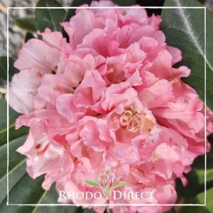 Rhodo direct rhododendron rhododendron rhododen.