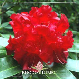 A red rhododendron with the words rhododendron direct.