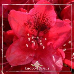 A red rhododendron with the words rhododendron direct.
