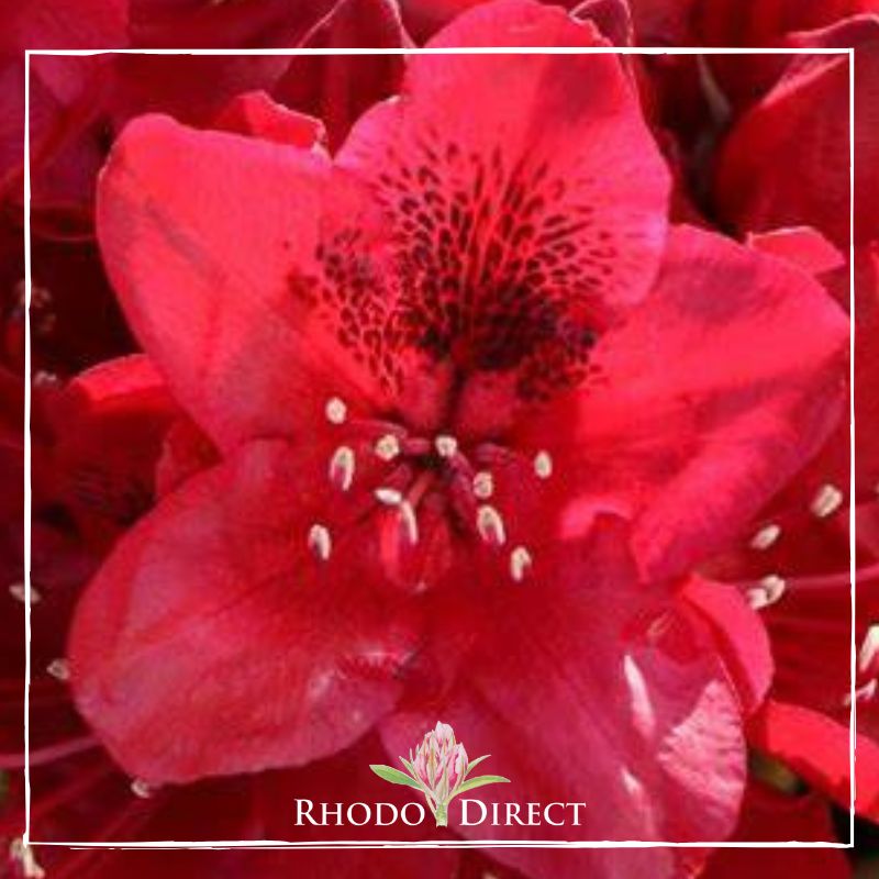 A red rhododendron with the words rhododendron direct.