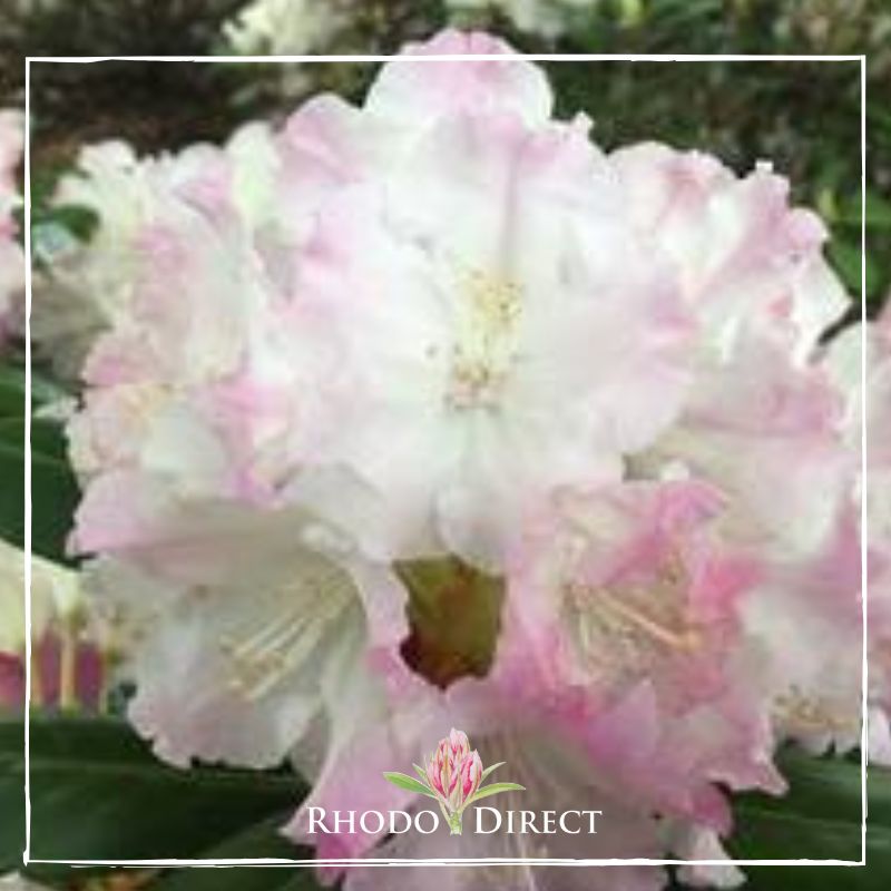 Rhododendron rhododendron rhododendron rhodo.