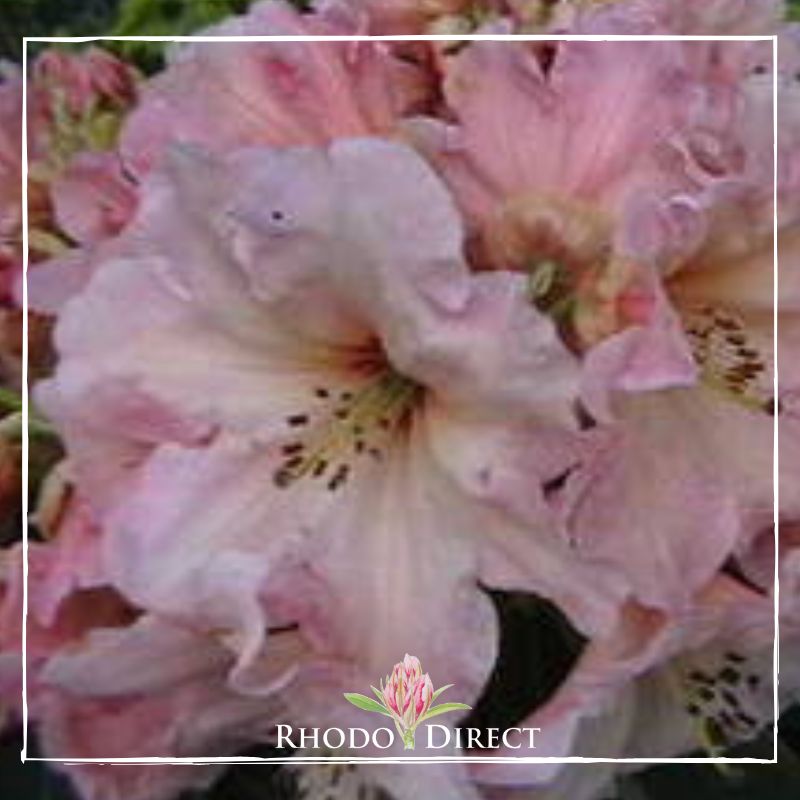 Rhododendron rhododendron rhododendron rhodo.