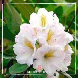 Rhododendron rhododendron rhododendron rhodo.