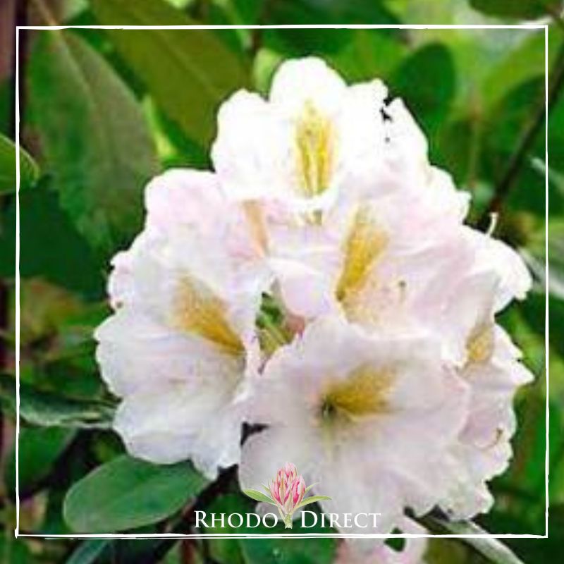 Rhododendron rhododendron rhododendron rhodo.