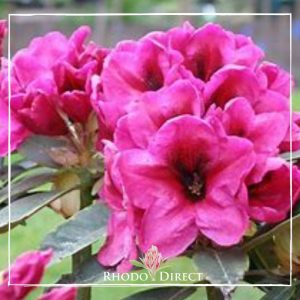 Rhododendron rhododendron rhododendron rhodo.